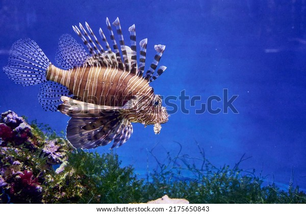 Zebra lionfish\
or zebra fish or striped lionfish lat. Pterois volitans is a\
species of ray-finned fish of the scorpion family in an aquarium on\
a blue background. High quality\
photo