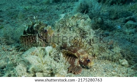 Zebra Lionfish lies on sandy bottom. Front portrait. Zebra Lionfish or Red Sea dwarf lionfish (Dendrochirus zebra, Dendrochirus hemprichi). Red sea, Egypt