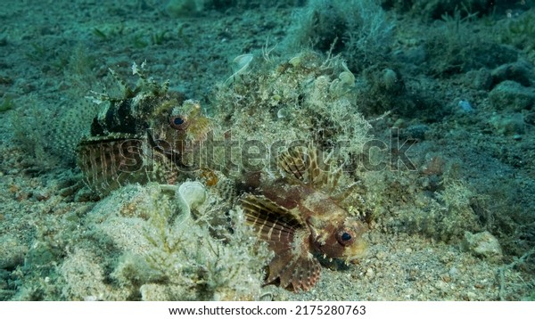 Zebra Lionfish lies on sandy\
bottom. Front portrait. Zebra Lionfish or Red Sea dwarf lionfish\
(Dendrochirus zebra, Dendrochirus hemprichi). Red sea,\
Egypt