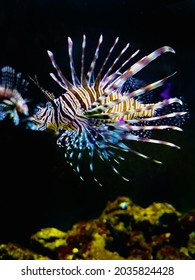 Zebra Lionfish On A Black Background