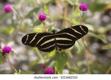 Zebra Longwing Butterfly