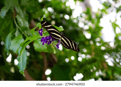 Zebra Longwing Butterfly Closeup Macro Shot On Leaf Heliconius Charithonia insect black and white exotic striped stripes image photo editorial natural with flowers purple stripe high resolution res