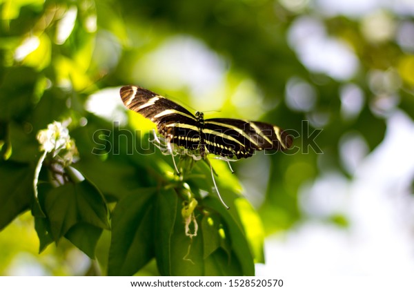 Zebra Longwing Butterfly Desert Botanical Garden Stock Photo Edit
