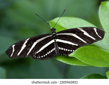 Zebra Longwing Butterfly (Heliconius charitonia) with prominent white markings on elongated black wings. This species is common in Mexico, Central America, and southern parts of United States. - Powered by Shutterstock