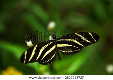 Zebra Longwing butterfly in leafy surroundings
