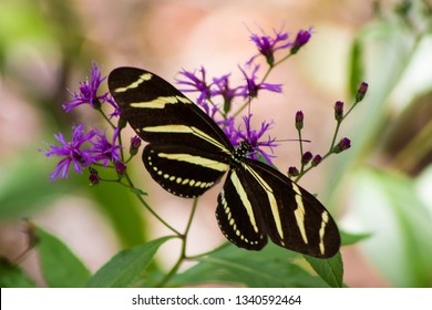 Zebra Longwing Butterfly On Native Florida Ironweed Plant