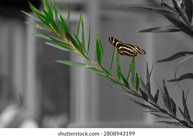 A zebra longwing butterfly perched on vibrant green leaves against a grayscale background, showcasing nature's contrast.
