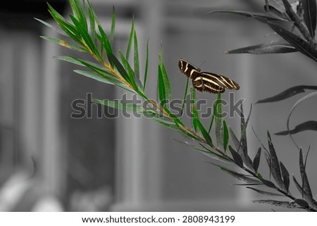 A zebra longwing butterfly perched on vibrant green leaves against a grayscale background, showcasing nature's contrast.