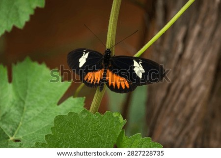 Zebra Longwing butterfly perched on stem of plant
