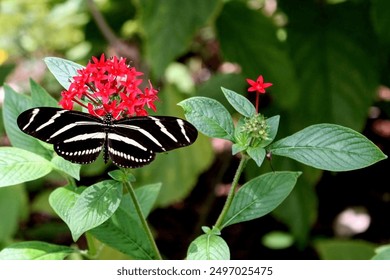 A Zebra Longwing Butterfly pollinating