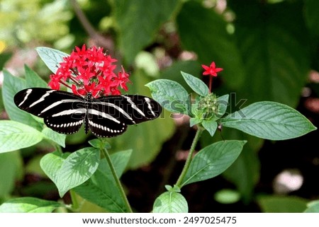 A Zebra Longwing Butterfly pollinating