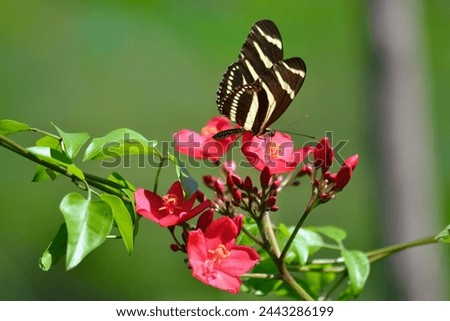 Zebra Longwing Butterfly resting on a bunch of brightly colored pink flowers.