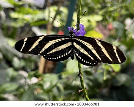 A zebra longwing butterfly rests on a purple flower