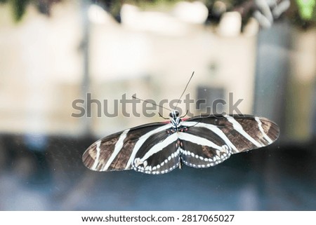 Zebra longwing butterfly with wings spread wide