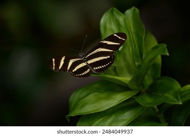 Zebra Longwing, Heliconius charitonius, Beautiful butterfly. Butterfly in nature habitat. Nice insect from Costa Rica. Butterfly in the green forest. Butterfly sitting on the leave from Panama.  - Powered by Shutterstock