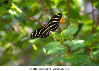 zebra longwing on a flower