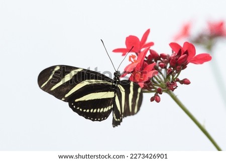 Zebra longwing on a flower