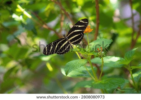 zebra longwing on a flower