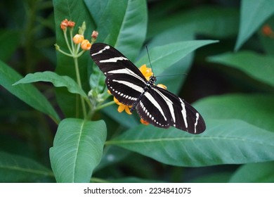 zebra longwing resting on a leaf