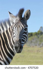 Zebra looking backwards to see whose comming