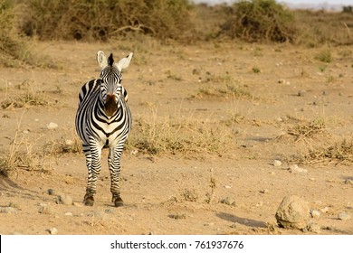 Zebra looking at camera