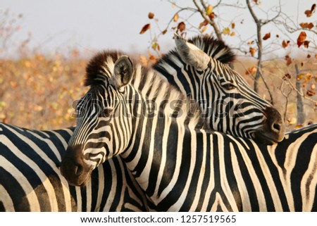Zebra love. Burchell Zebra