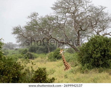 zebra, lying in grass, leopard in tree, kenya, wildlife, african nature, predator, prey, savanna, safari, animals, wilderness, landscape, tension