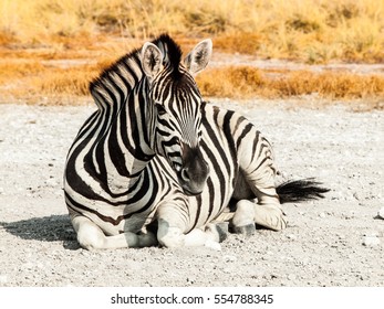Zebra lying on a dusty ground in the middle of savanna, Etosha National Park, Namibia, Africa.