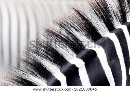 Zebra mane detail. Abstract closeup showing the black and white striped mane of one focused animal against a defocused on in the background. Space for text.
