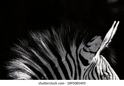 Zebra Mane And Ears Close-up