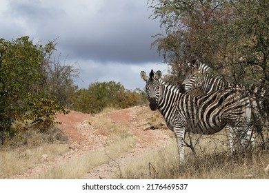 Zebra In Mapungubwe National Park