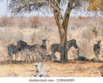 Zebra In Mapungubwe National Park, Africa