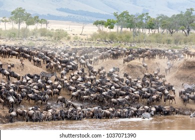 Zebra mingle with thousands of wildebeest on the banks of the Mara River during the great migration. In the Masai Mara, Kenya. Every year 1.5 million wildebeest make the trek from Tanzania to Kenya