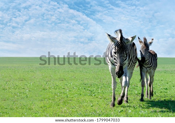 Maman Zebre Avec Son Bebe Dans Photo De Stock Modifiable