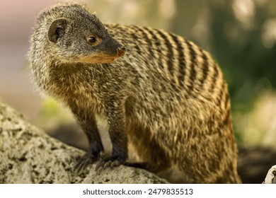 A zebra mongoose (Mungos mungo) perched on a rock - Powered by Shutterstock