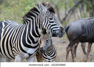 Baby Zebra Images Stock Photos Vectors Shutterstock