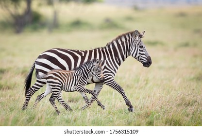 Zebra Mutter und Baby Zebra laufen Seite an Seite auf Gras in Masai Mara Kenya