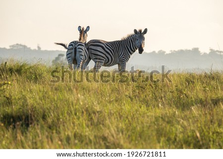 Zebra mother and her baby calf grazing and grooming on a hill, on safari whilst the sunset's in a distance