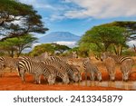 Zebra and Mount Kilimanjaro in Amboseli National Park