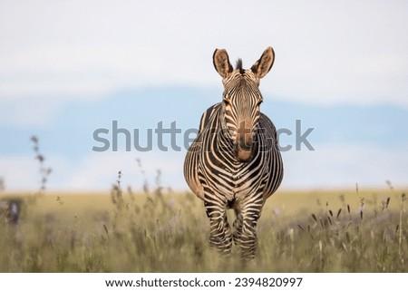 Zebra at Mountain Zebra National Park in South Africa