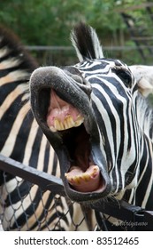 Zebra Mouth Wide Open Stock Photo 83512465 | Shutterstock