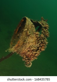 Zebra Mussel Colony