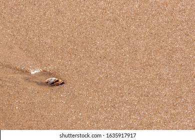 Zebra Mussel In The Sand