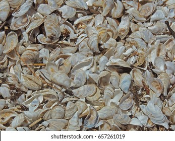 Zebra Mussel Shells (Dreissena Polymorpha), An Aquatic Invasive Species (AIS) Pile Up On The Beach Of Lake, Causing Problems For Beach Combers.