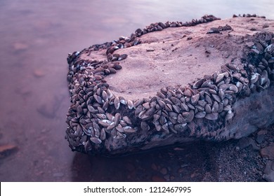 Zebra Mussels (Dreissena Polymorpha) On The Rock Near Water