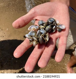 Zebra Mussels In Hand From Bay