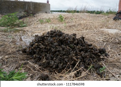 Zebra Mussels Piled Up