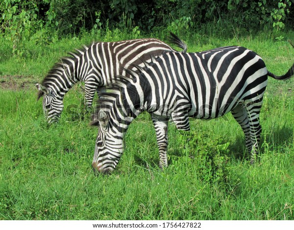 Apa zebra makan Kuda belang