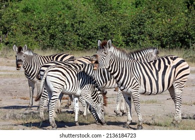 Zebra Neighing, Okavango Delta Botswana
