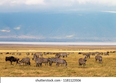 Zebra Ngorongoro Crater